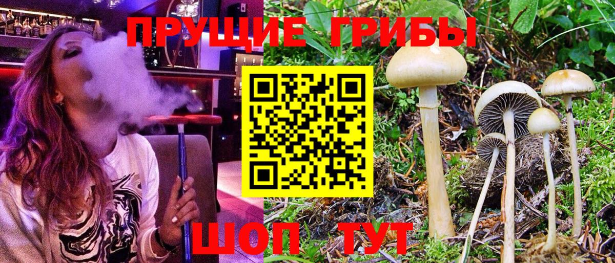Псилоцибиновые грибы Psilocybine cubensis Киров